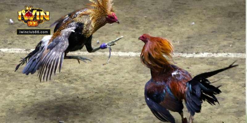 Kinh Nghiệm Đá Gà IWIN - Kiến Thức Cập Nhật Để Cược Thắng Đá gà sảnh chơi sôi động nhất tại cổng game IWIN