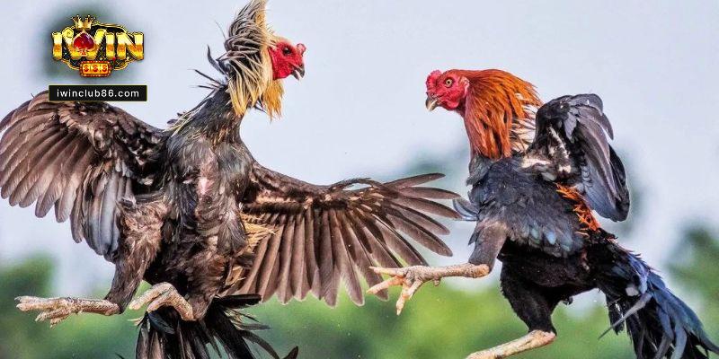 Kinh Nghiệm Đá Gà IWIN - Kiến Thức Cập Nhật Để Cược Thắng Áp dụng kinh nghiệm đá gà IWIN giúp tăng cơ hội chiến thắng